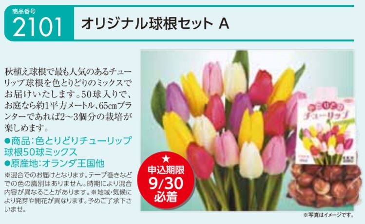 一番人気はチューリップの球根です。