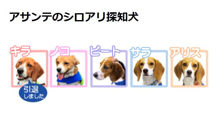 アサンテの探知犬